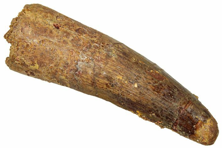 Fossil Spinosaurus Tooth - Real Dinosaur Tooth #329596
